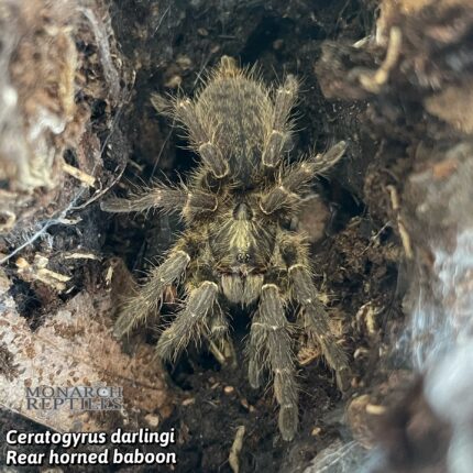 Ceratogyrus Darlingi  -  Rear Horned Baboon 1"  (Old World)
