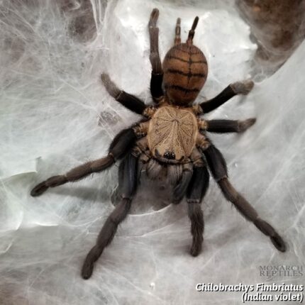 Chilobrachys Fimbriatus  - Indian Violet 1.5'' (OldWorld)