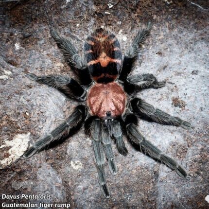 Davus Pentaloris  - Guatemalan Tiger Rump 1/2''  (New World)