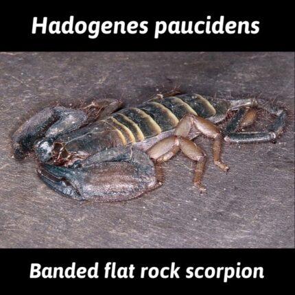 Hadogenes Paucidens - Banded Flat Rock Scorpion - L2/3 - 1"