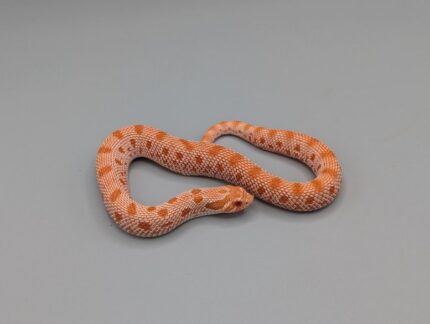 Hognose -  Red Line Conda Albino Possible Arctic - Male 2025