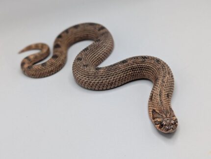 Hognose -  Sable Conda Arctic - Male