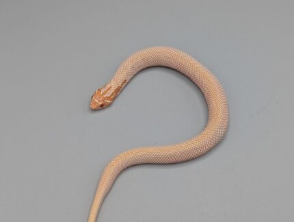 Hognose - Super Conda Albino possible Arctic - Male