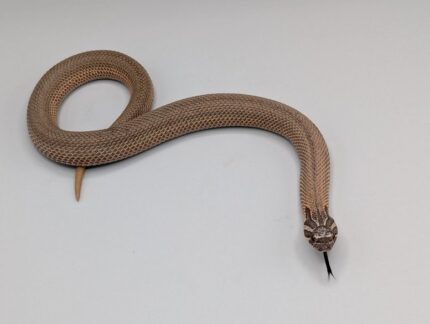 Hognose - Super Conda Sable possible Arctic - Female