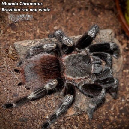 Vitalius Chromatus (Ex. Nhandu Chromatus) - Brazilian Red and White  1/4'' (New World)