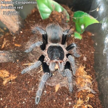 Nhandu Carapoensis  - Brazilian Red and Black 1''  (New World)