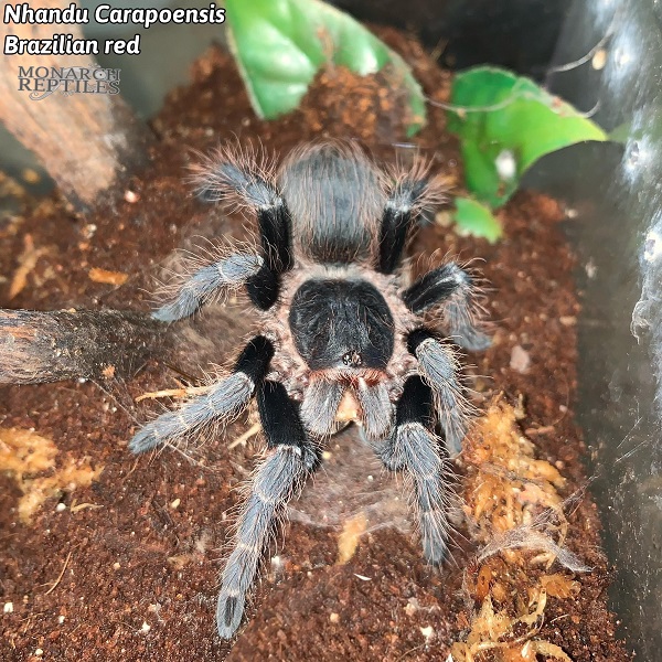 Nhandu-Carapoensis.jpg