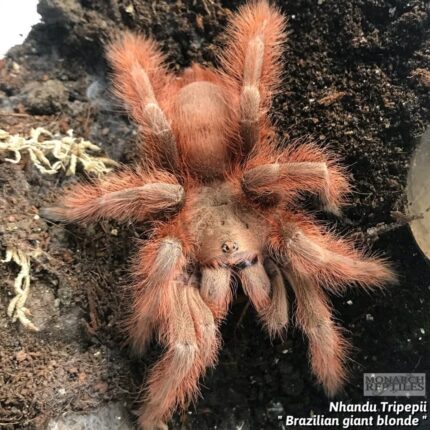 Nhandu Tripepii  - Brazilian Giant Blonde 1.5" (New World)
