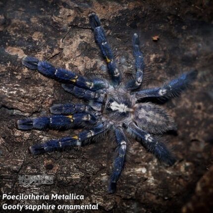 Poecilotheria Metallica -  Gooty Sapphire Oramental  1/2''  (Old World)