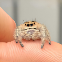 Phidippus Regius - Peach - "Peach Regal Jumping Spider - CB