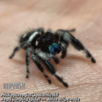 Phidippus Regius "Apalachicola White" - Regal Jumping Spider - CB