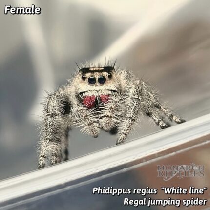 Phidippus Regius "White Line" - Regal Jumping Spider - CB
