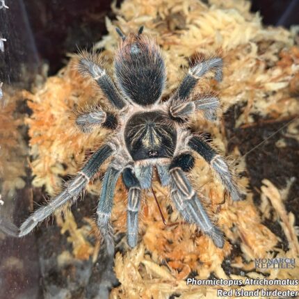Phormictopus Atrichomatus - Red Island Birdeater 2'' ( New World)