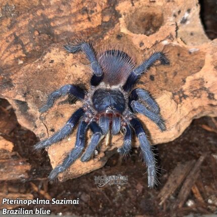 Lasiocyano Sazimai  - Brazilian Blue Dwarf 1/2''  (New World)  [Formerly Pterinopelma]