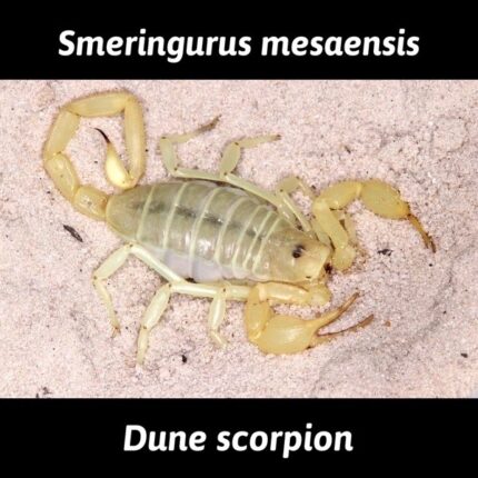 Smeringurus Mesaensis - Dune Scorpion - L3 - 1"