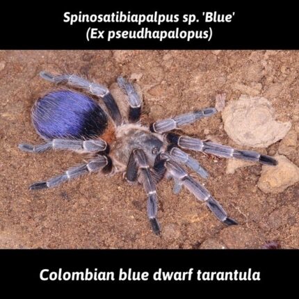 Spinosatibiapalpus sp. "Blue" (ex. Pseudhapalopus) - Colombian Blue Dwarf (New World) - 1/2"