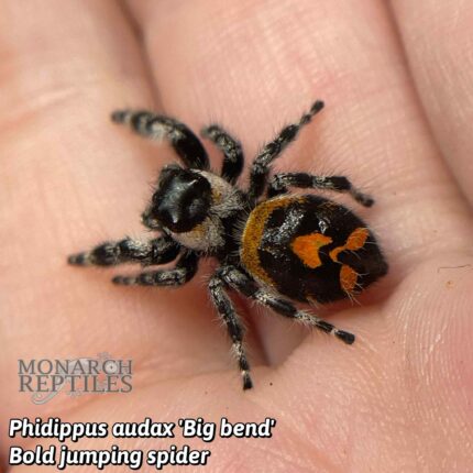 Phidippus Audax "Big Bend" - Bold Jumping Spider - CB