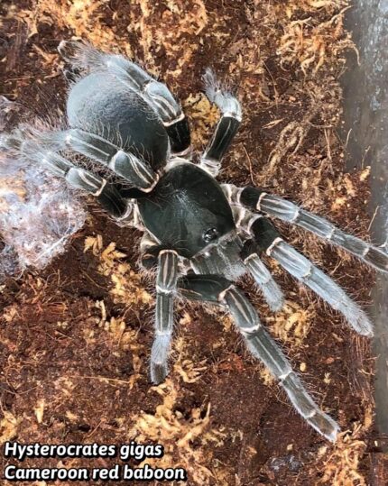 Hysterocrates Gigas - Cameroon Red Baboon 1/2"  (Old World)