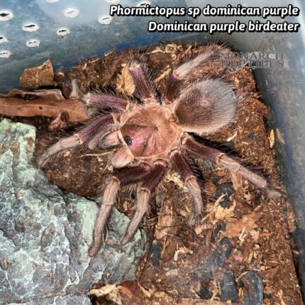 Phormictopus sp Dominican Purple - Dominican Purple 2.5" ( New World)