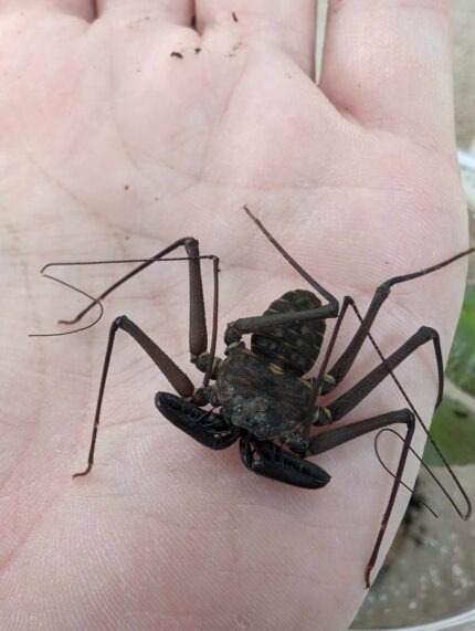 Paraphrynus Mexicanus [Formerly Phrynus] - Giant Tailess Whip Scorpion