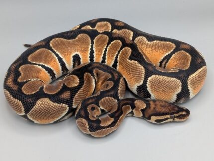 Ball Python - Super Orange Dream - Female