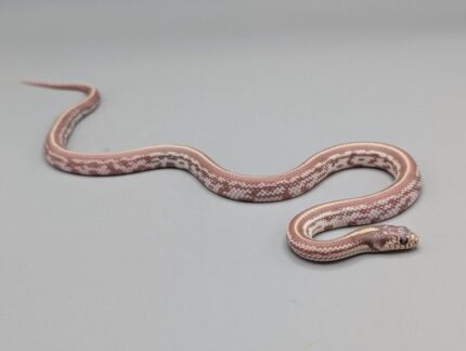 Kingsnake -  California Lavender - Female