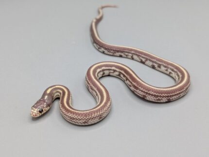 Kingsnake -  California Lavender - Male