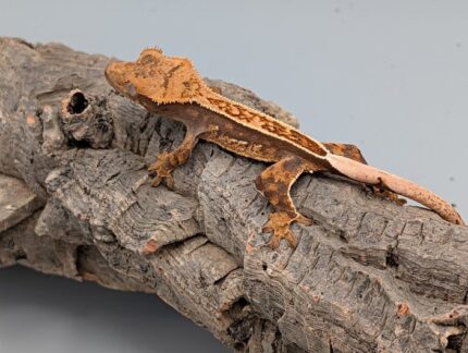 Crested Gecko - Fancy No. 1