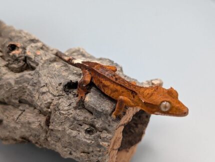Crested Gecko - Fancy No. 2