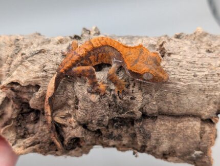 Crested Gecko - Fancy No. 3