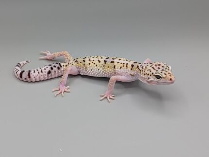Leopard Gecko - Iranian - Eublepharis angramainyu - Female