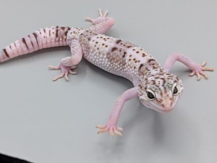 Leopard Gecko - Iranian - Eublepharis angramainyu - Male