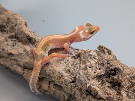 Leopard Gecko - Tangerine Jungle No.1