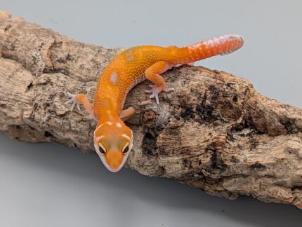 Leopard Gecko - Tangerine Jungle No.10