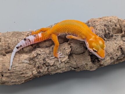 Leopard Gecko - Tangerine White and Yellow No.7