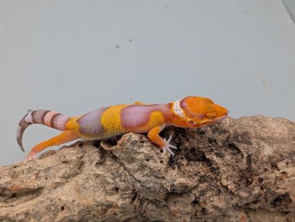Leopard Gecko - Bell Tangerine No. 3