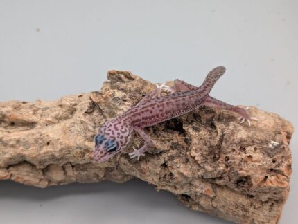 Leopard Gecko - Super Snow No.6