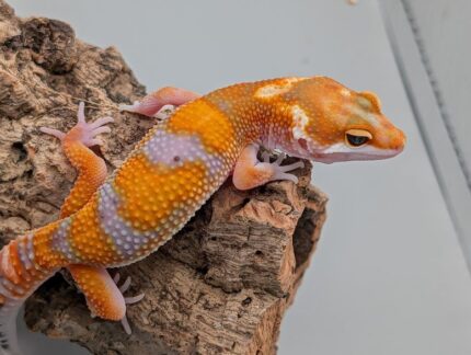 Leopard Gecko - Tangerine Jungle No.8