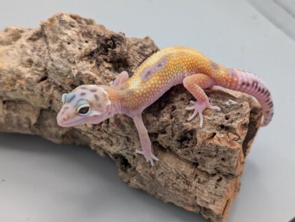 Leopard Gecko - White and Yellow Jungle No.5